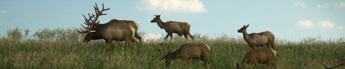 Elk Research Foundation